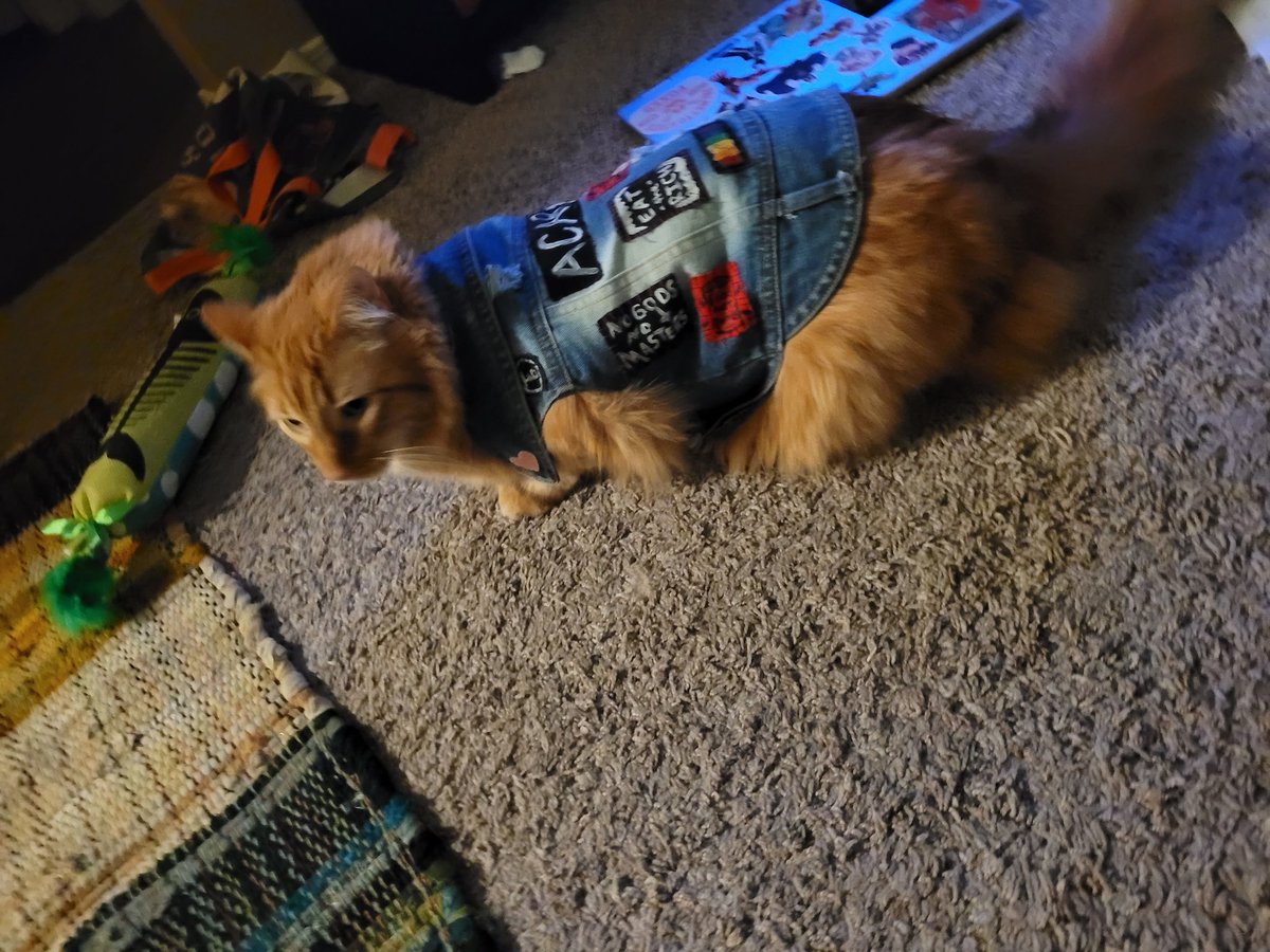 crdnl jack 🍳 tweet media