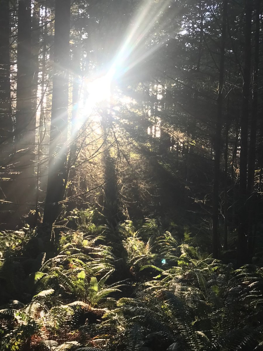 The Bonobo's, Old World Chan, Blue Collar Zen tweet media