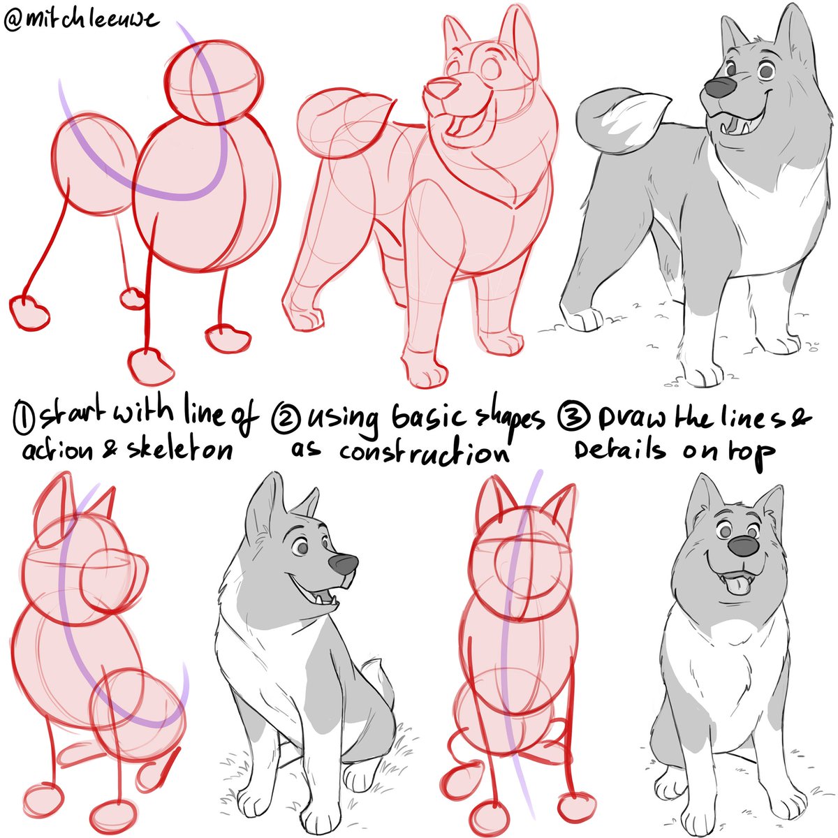 Understand basic anatomy of animals: 
