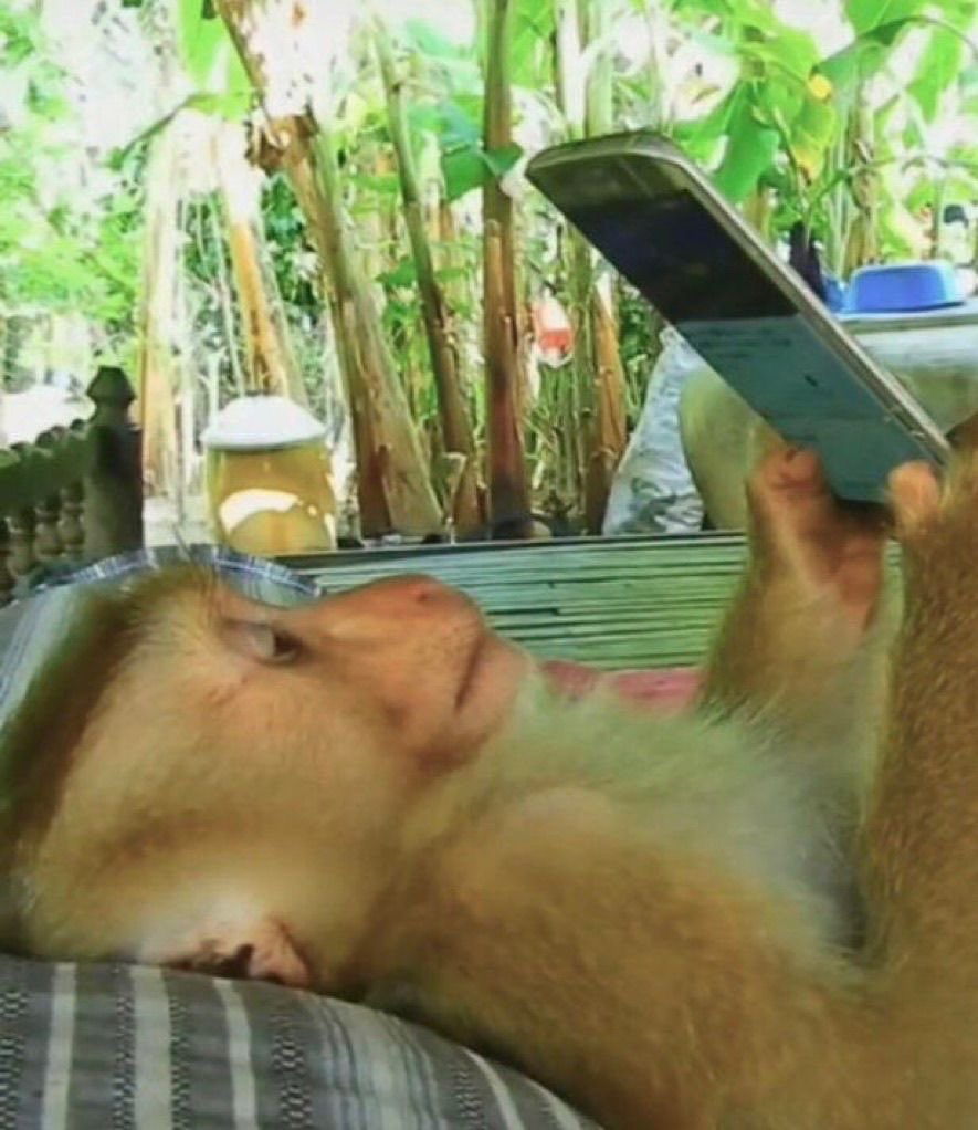 ʚ🐵ྀིɞ tweet media