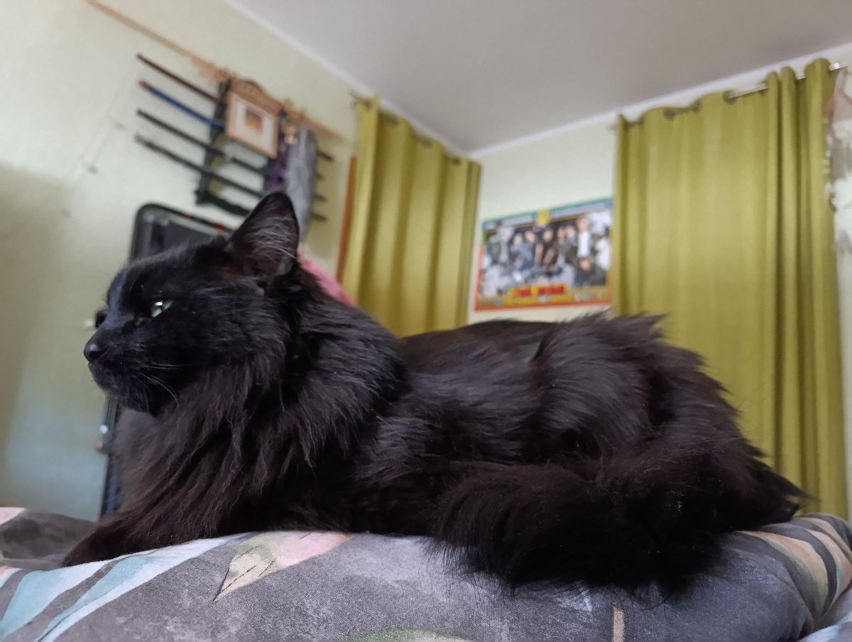 Мурло котамское tweet media