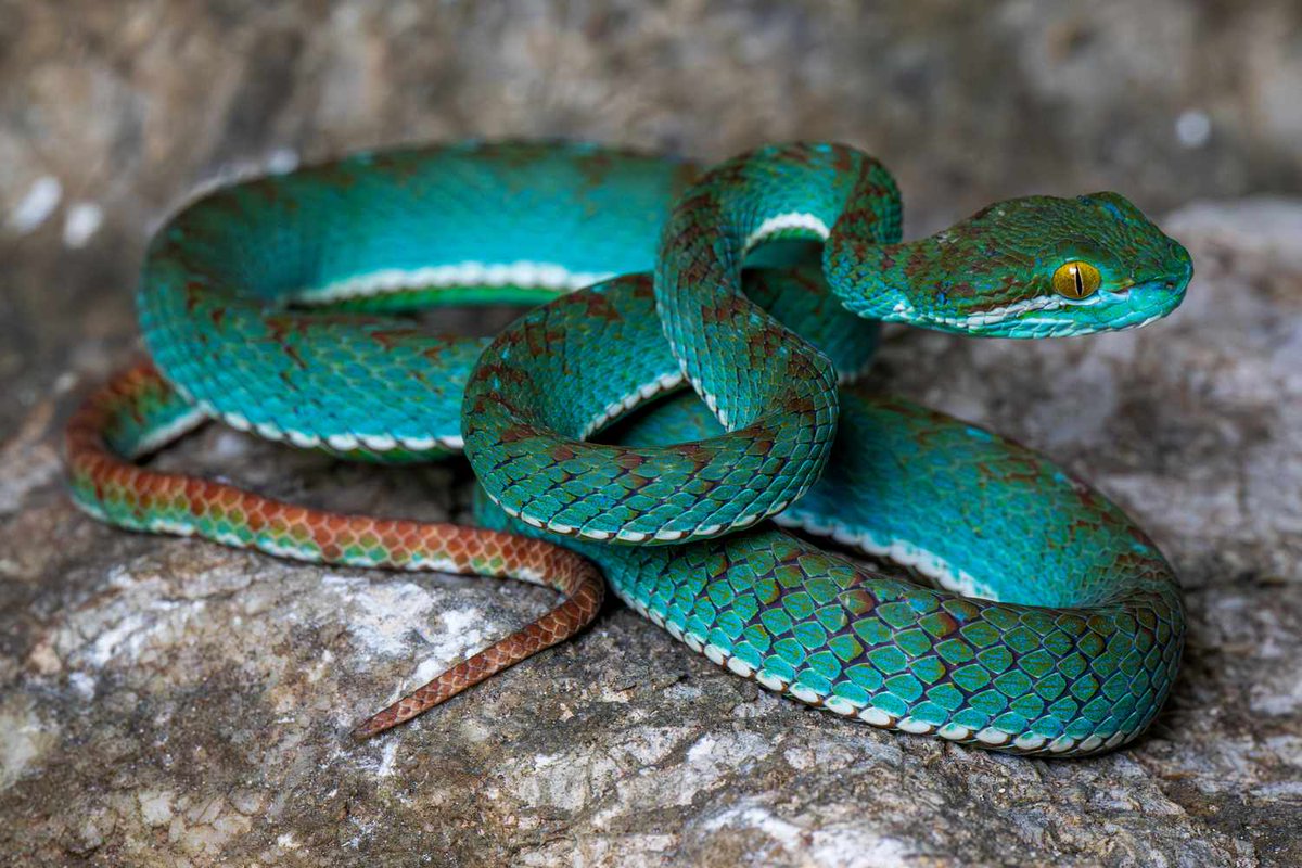 Wölfler tweet media