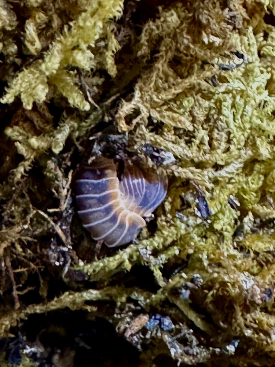 Gecko Cafe Buzzoo.ʕ•̫͡•ʔ♬✧ tweet media