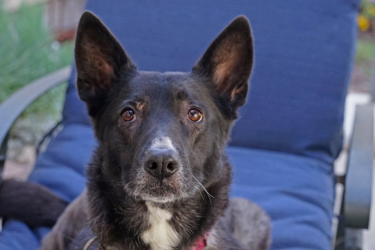 Boomer Cat Mom tweet media