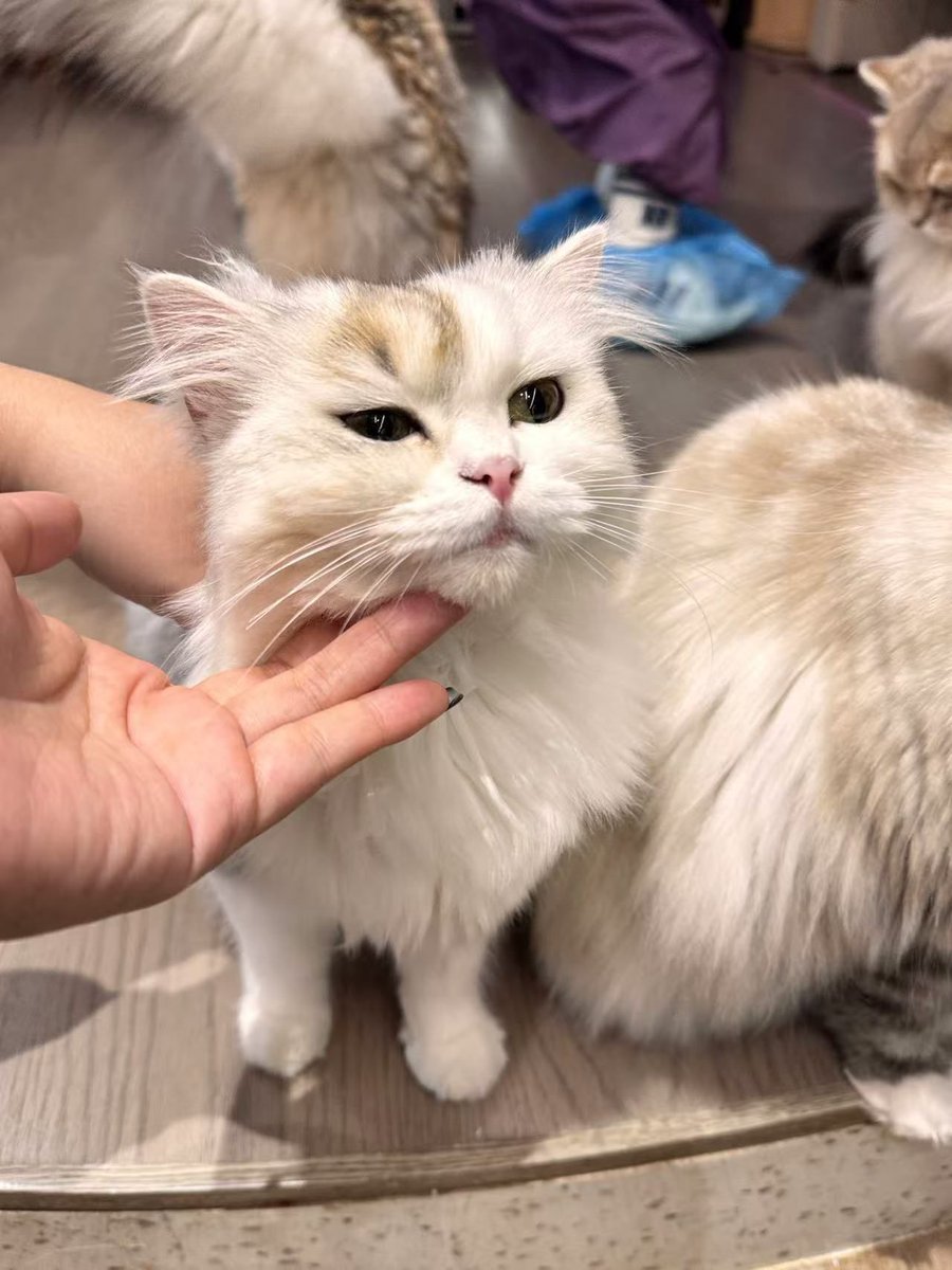 EMiRHANATABAY tweet media