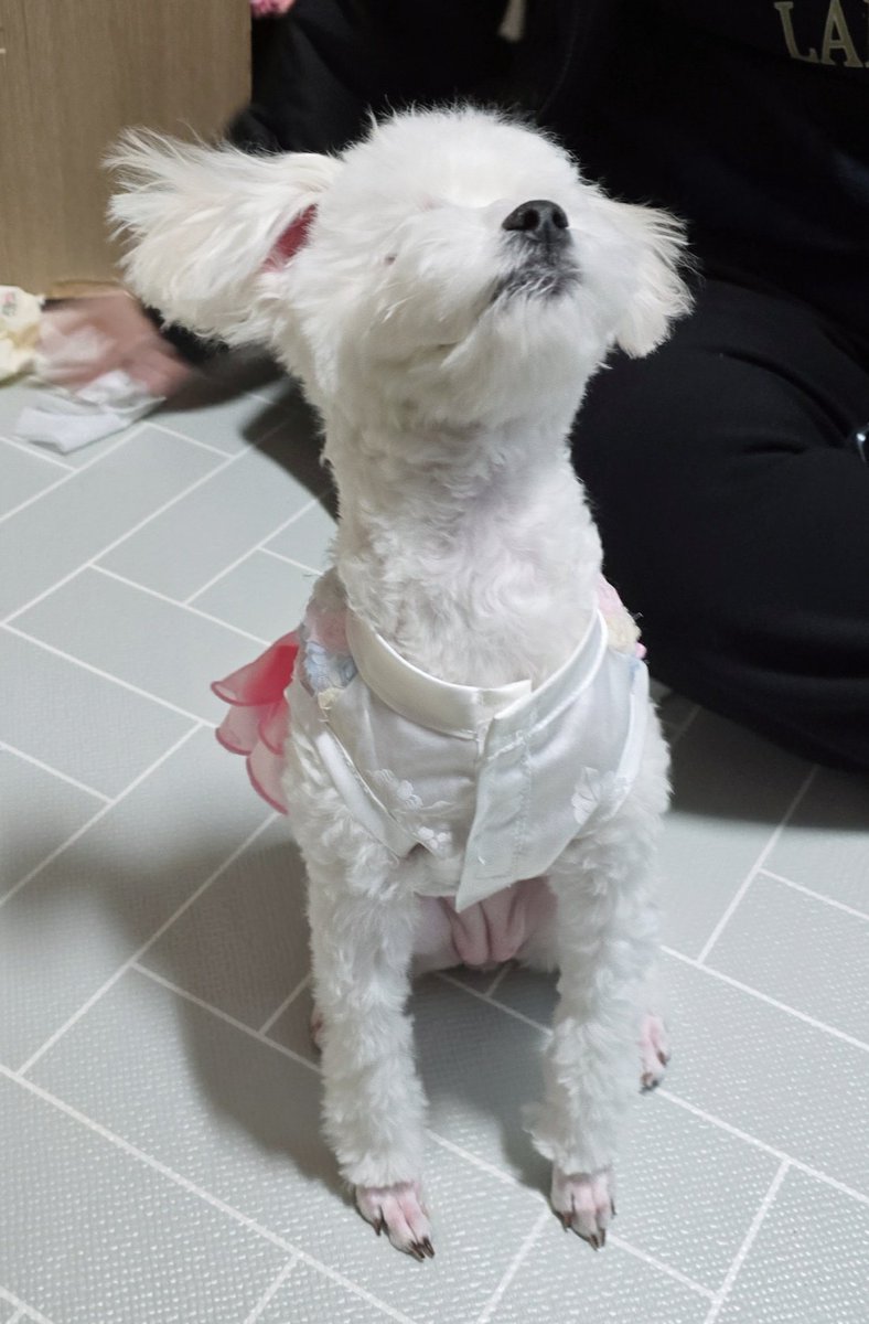 멘헤라댄힐 tweet media