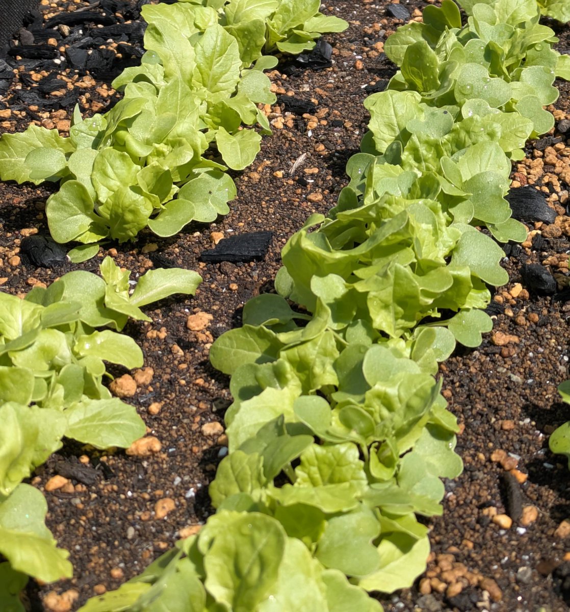 楽しくアクション!SDGs tweet media