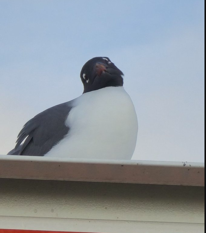 john miller tweet media