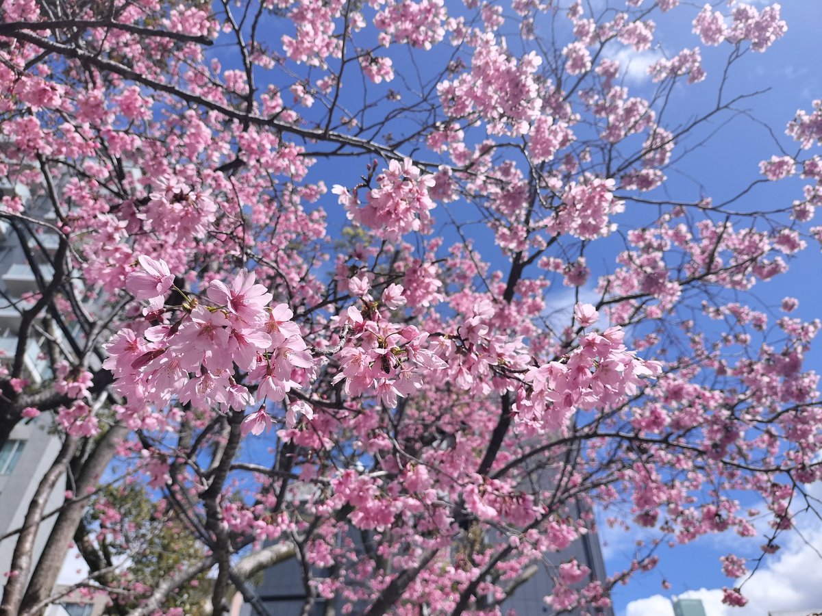 ドロップフレーム tweet media