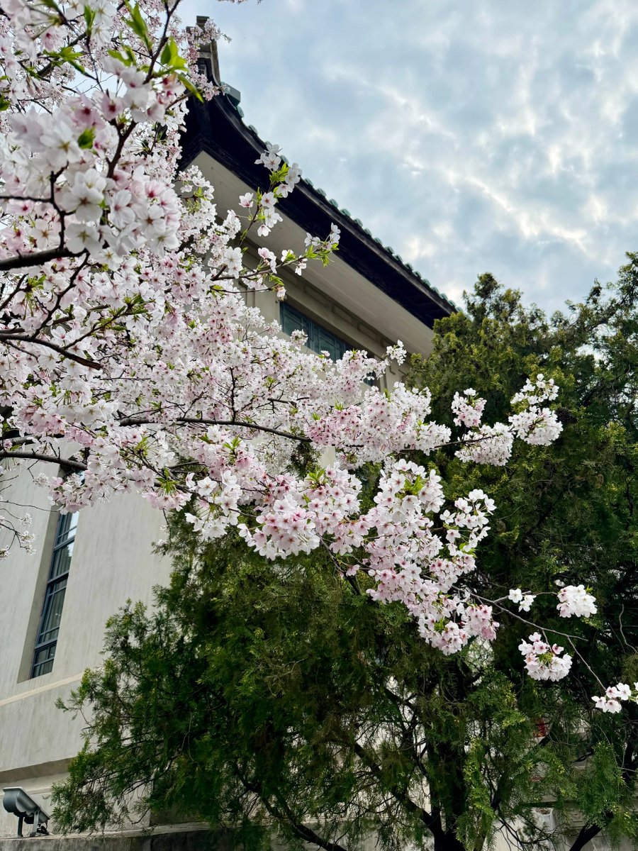 Caroerbb's tweet photo. 桜と古い建物の素敵なコラボレーション🌸 https://t.co/zUahyLSraY