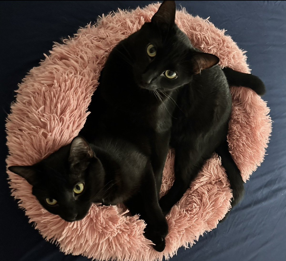 Rosie | زن زندگی آزادی tweet media