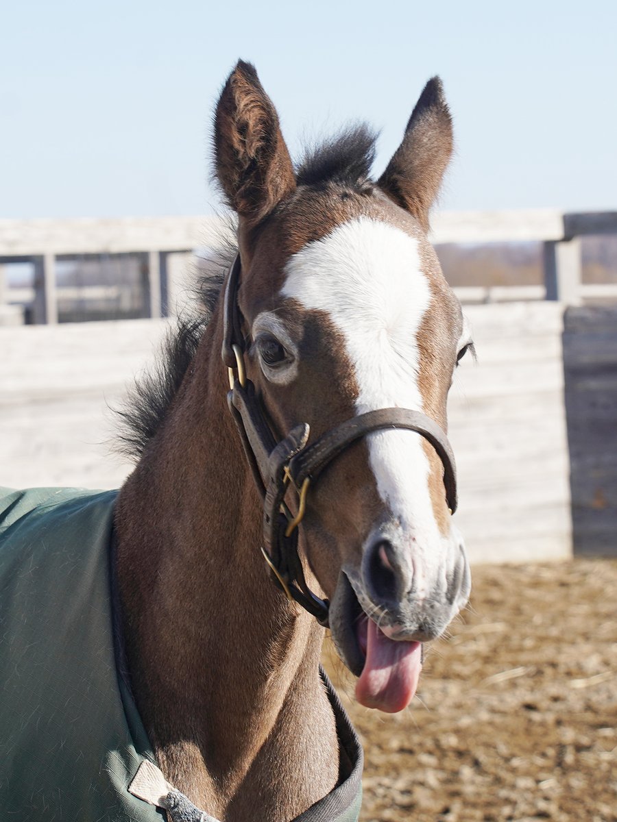 Ｇ１サラブレッドクラブ（公式） tweet media