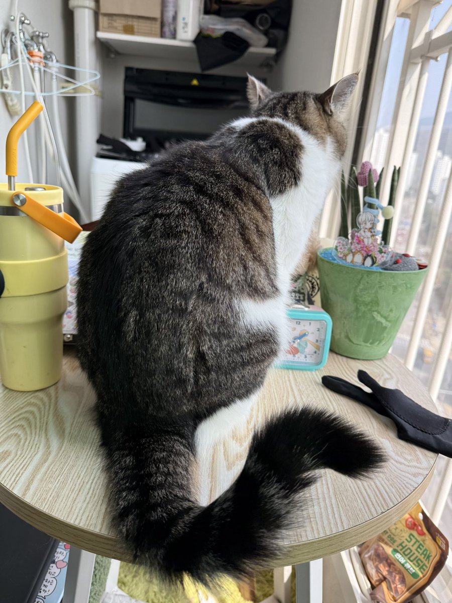 아우루포 tweet media