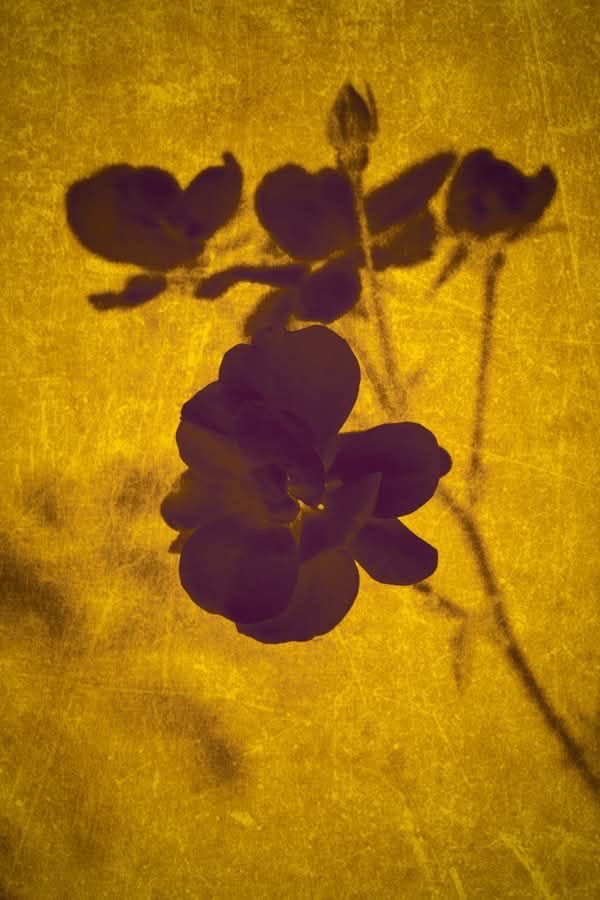 🪶 Ꭵ 𝐚м 𝐚 ｖƗĆ𝐓ØяƗ𝐚𝐍 𝓭Øᒪᒪ tweet media