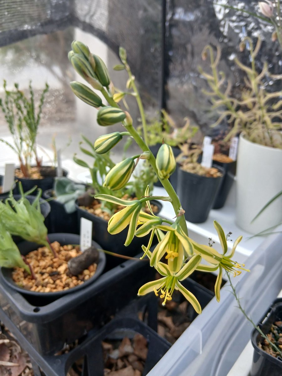ikuon_Pshashin's tweet photo. Albuca concordiana 

#Albuca #capebulb https://t.co/RlmHWjKc5U