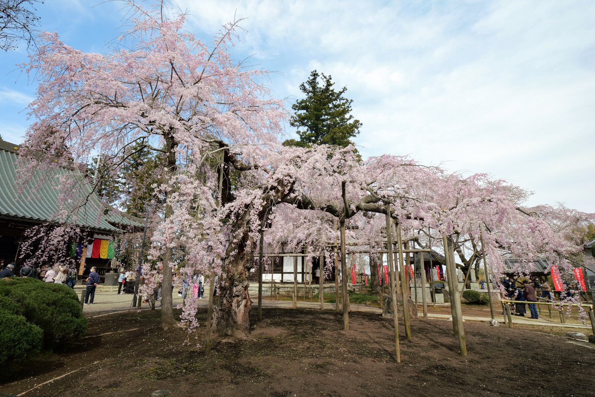 水戸市【公式】 tweet media