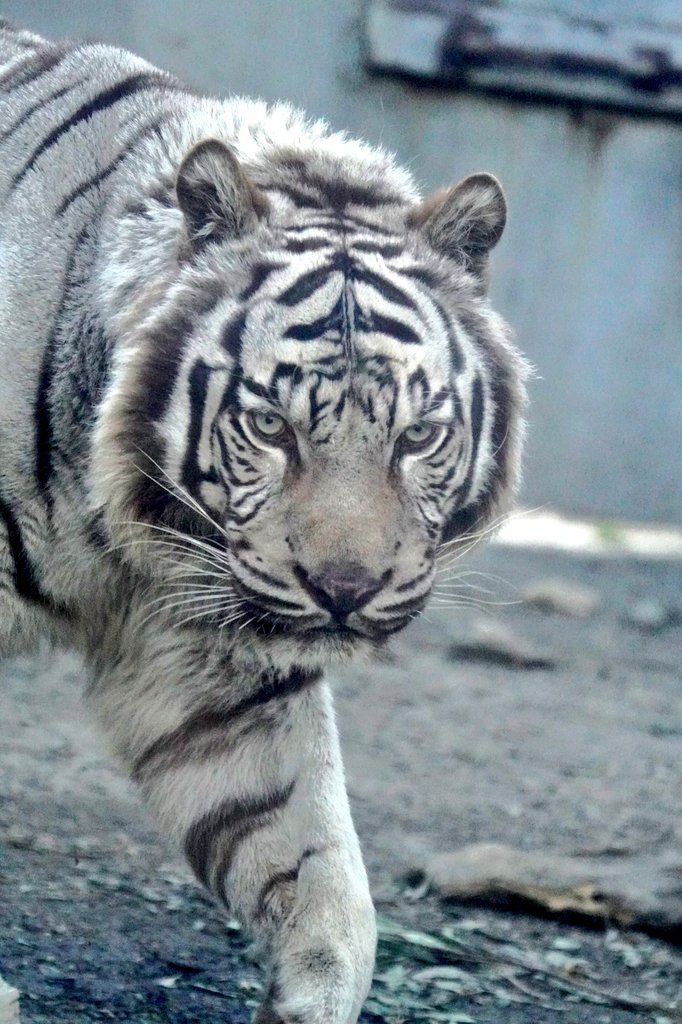 big cats lover tweet media