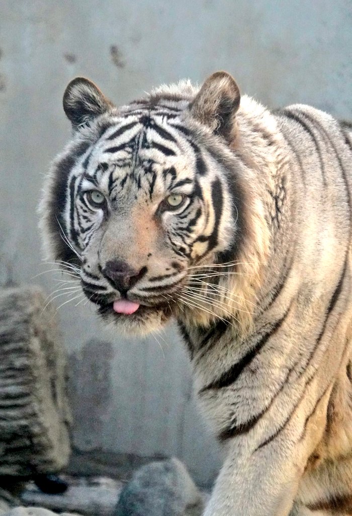 big cats lover tweet media