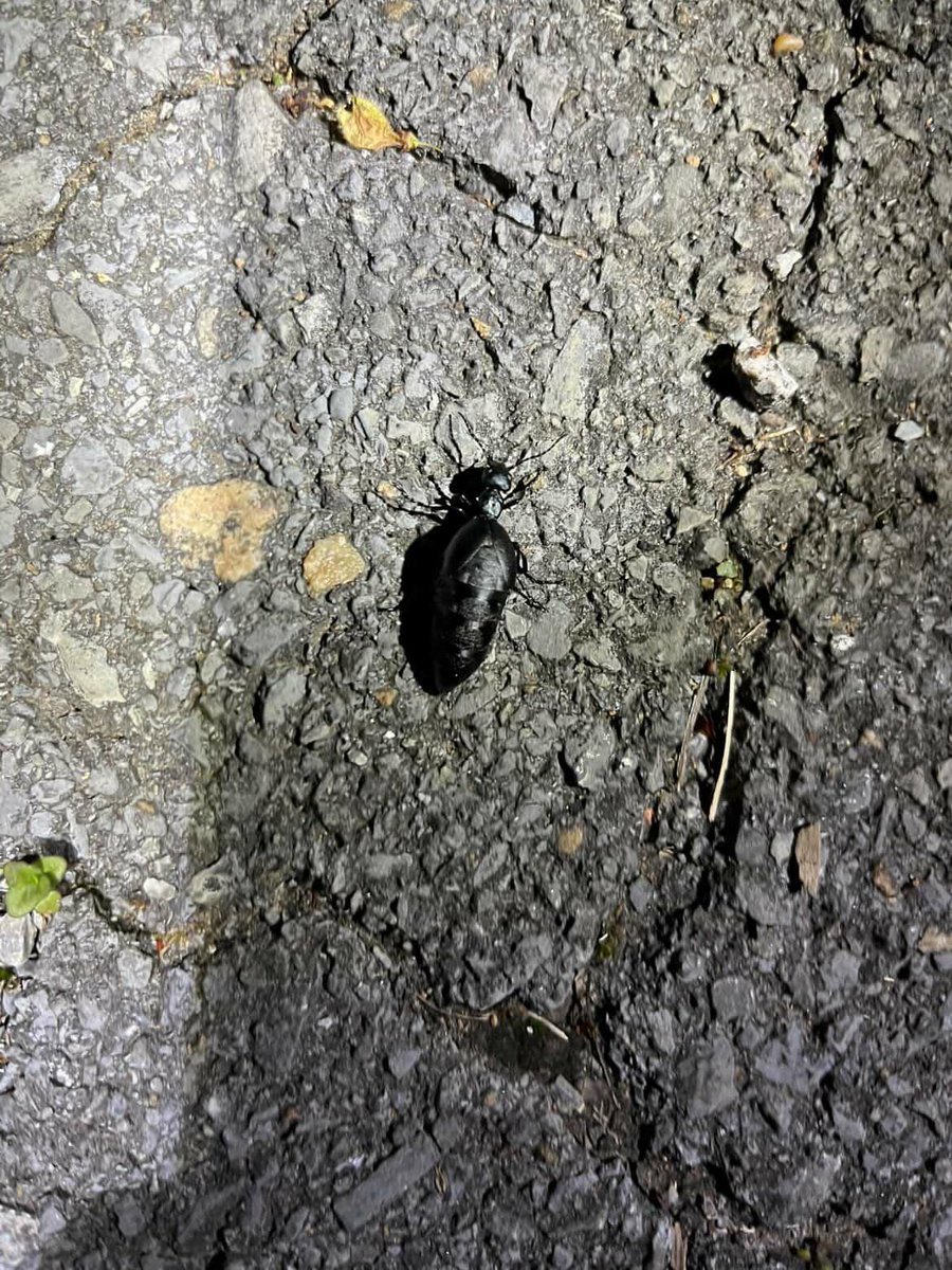 🗯 Clancey !! tweet media