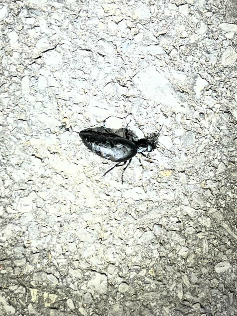 🗯 Clancey !! tweet media