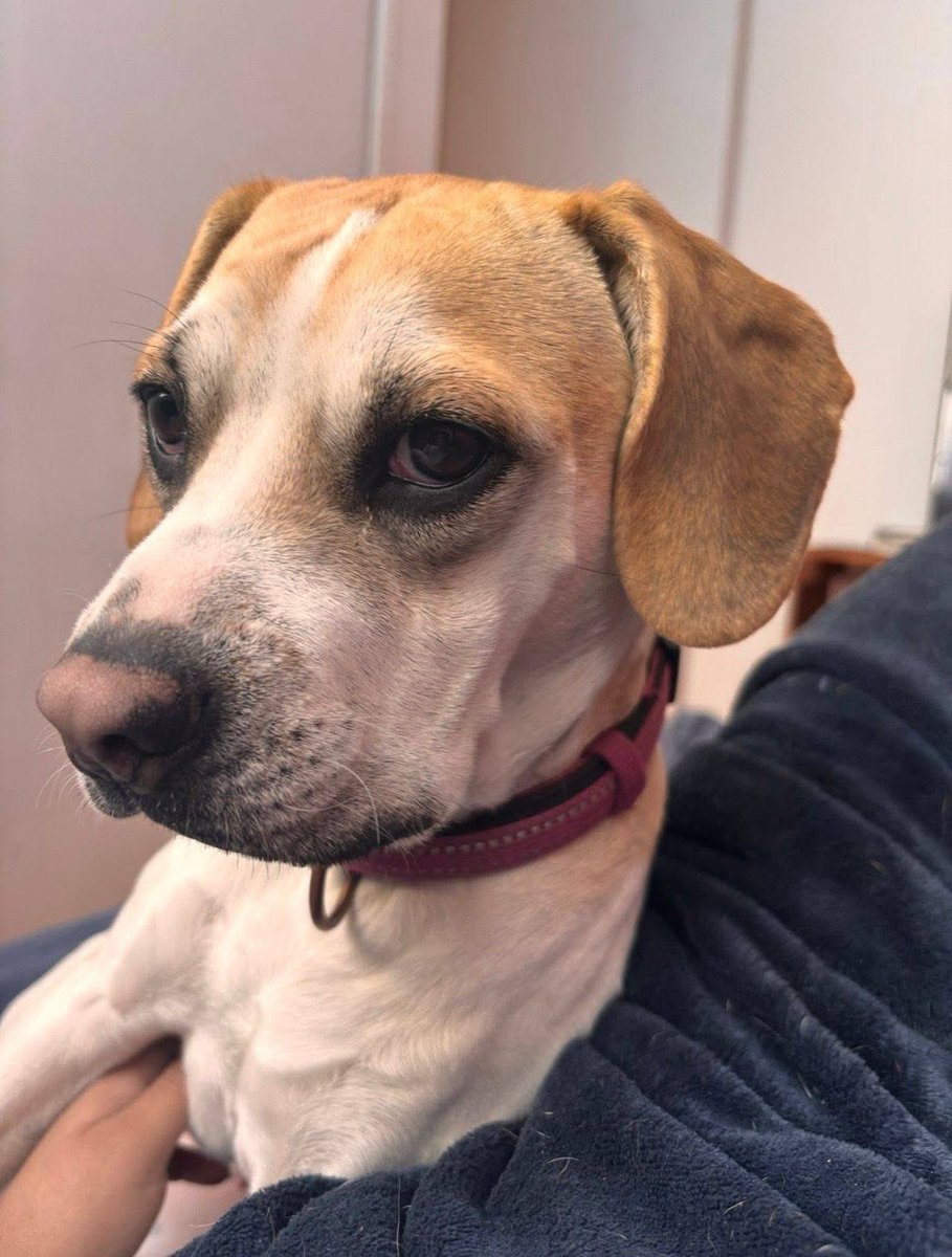 Rescate Animal tweet media