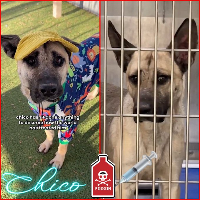 Save America🐺💔 🇺🇸 💪🦅⌛️🙏 Save America tweet media