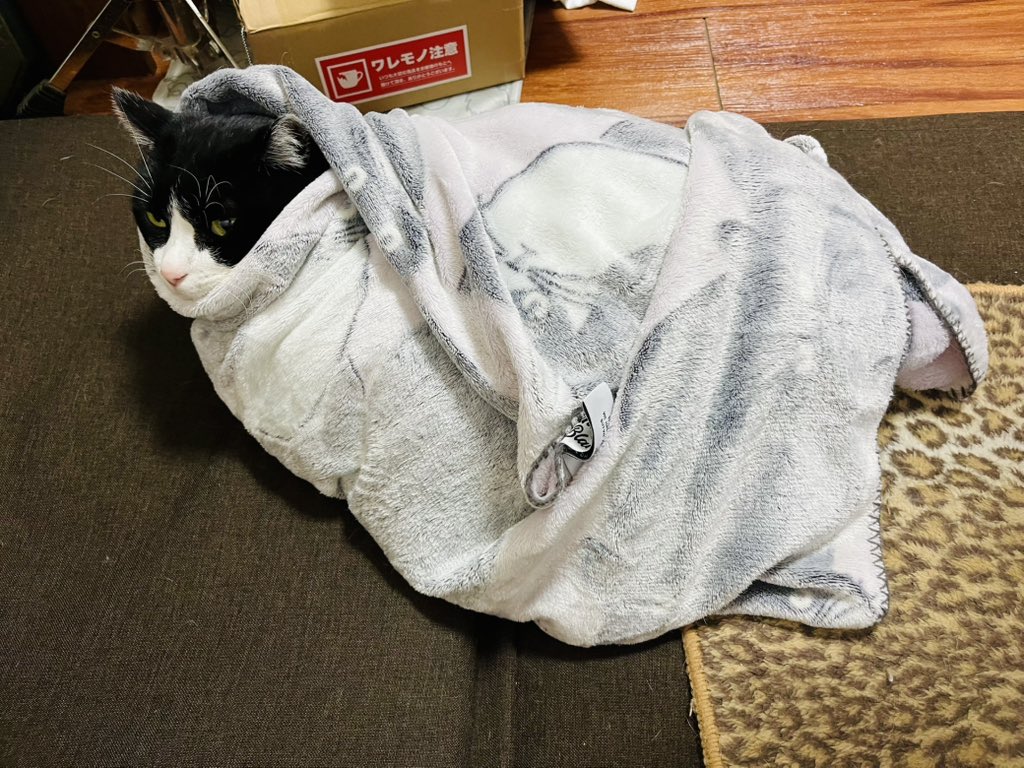 Cat for Light tweet media