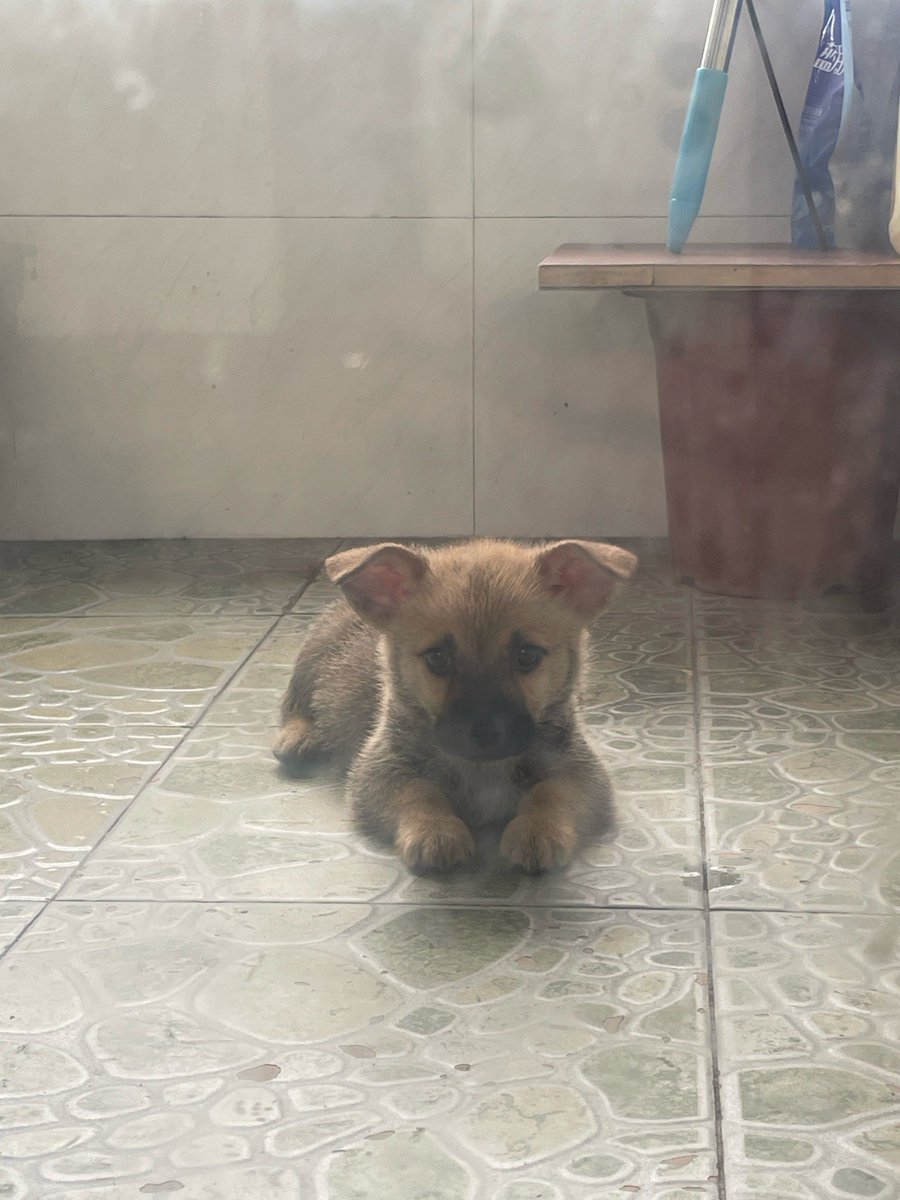 M Suleiman Kafin Soli tweet media