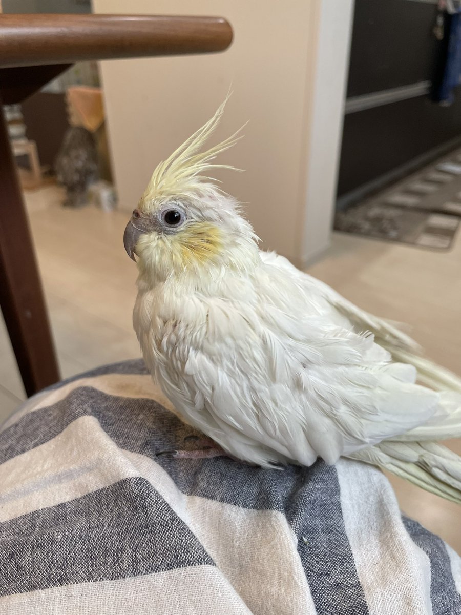 ジョジョ丸 tweet media