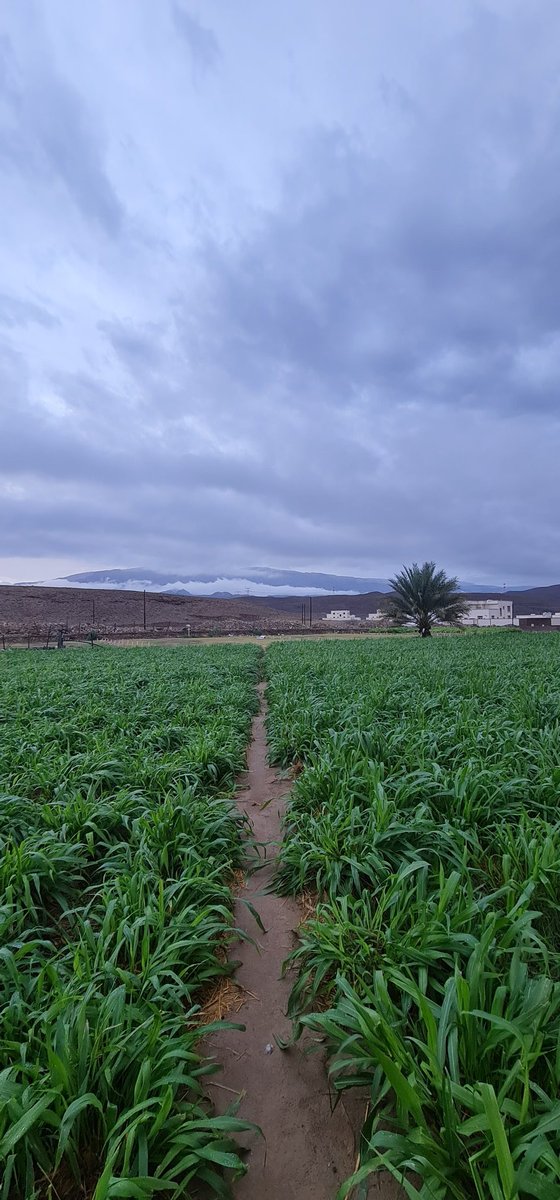 الأمل tweet media