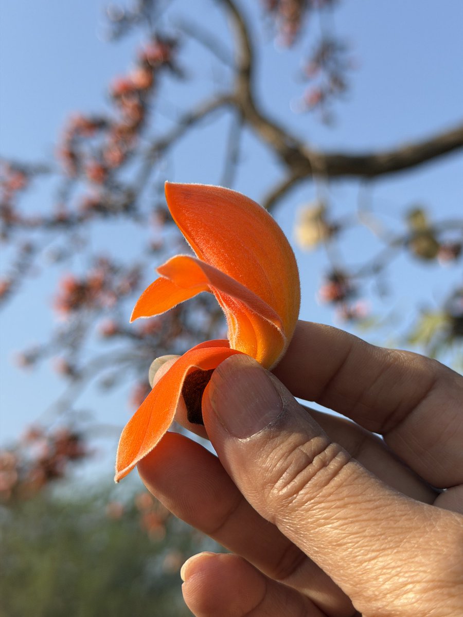 nivedita_bhasin's tweet photo. Slow living!! 😍
Morning stop at MG road today.
Reliving childhood memories of when we collected these beautiful flowers and soaked them overnight for our wet color for “Holi”
#Tesu
#Palash
#FlameOfTheForest https://t.co/oupkAwiHKX