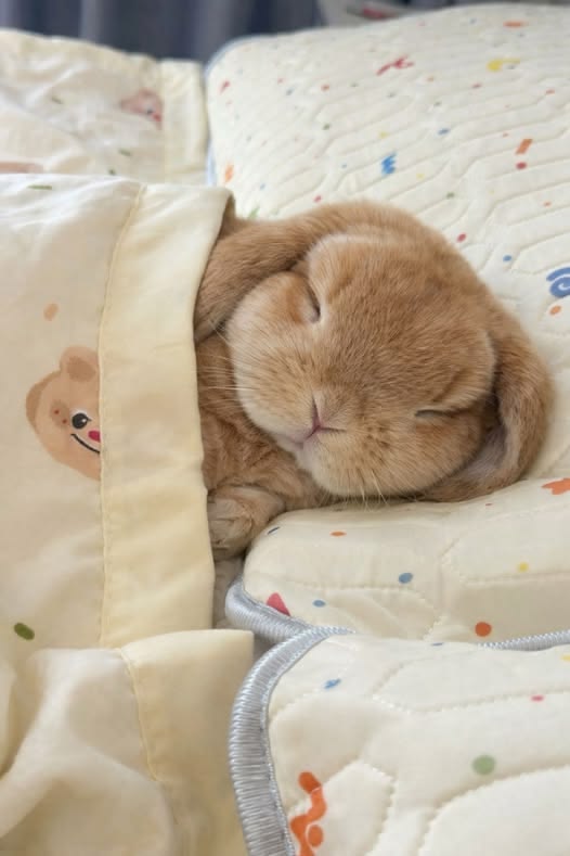 Rabbit Lovers Community USA tweet media