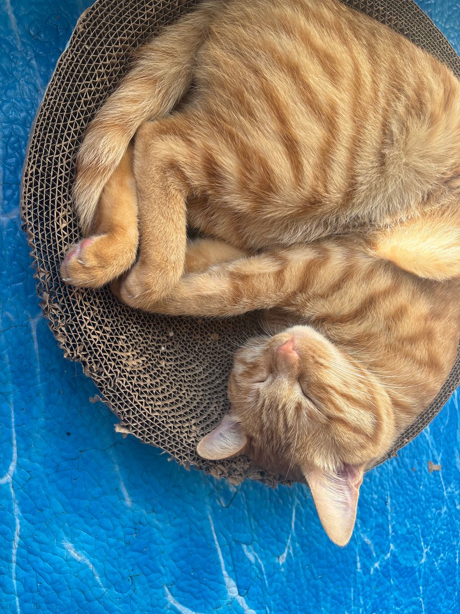 Fayha Mohammed tweet media