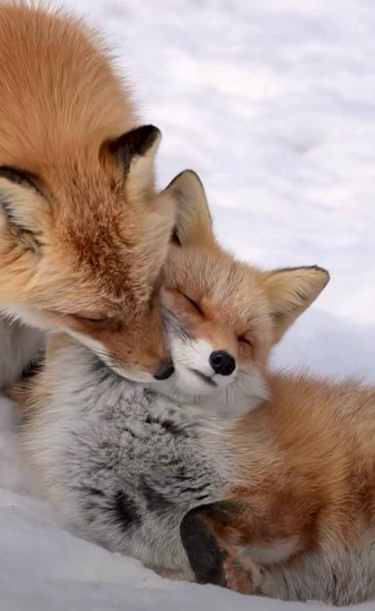 🍁 𝓣𝓱𝓮 𝓕𝓸𝔁 𝓛𝓲𝓯𝓮 🌾🦊 tweet media