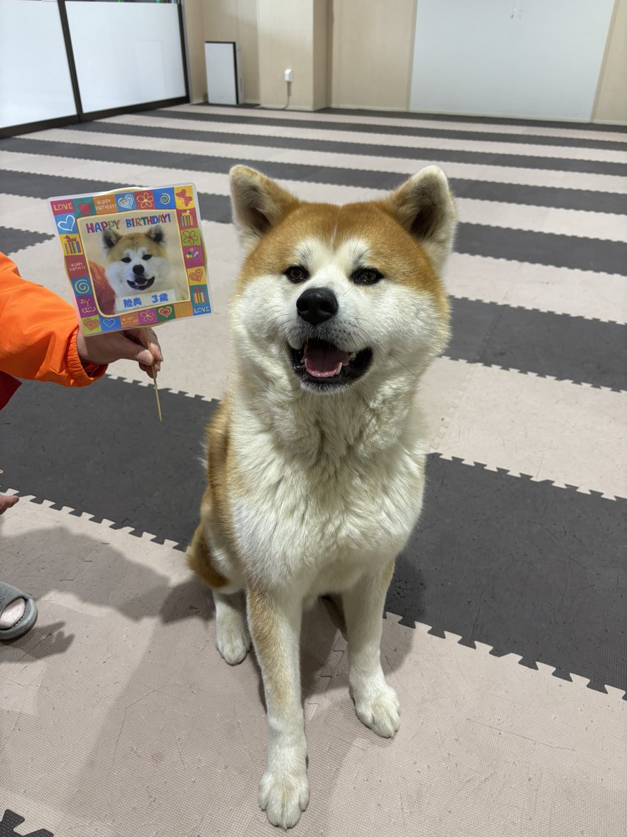 秋田犬の里【公式】 tweet media