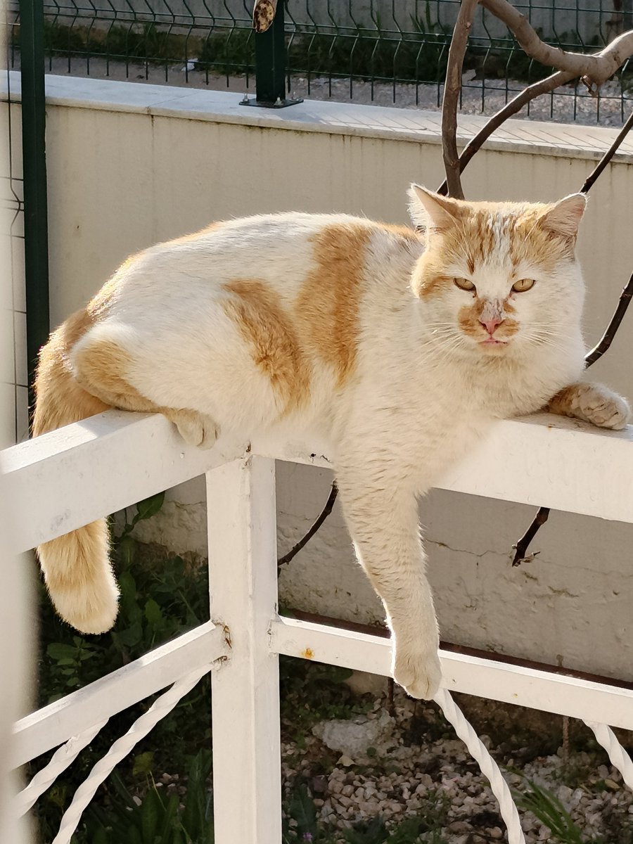 Ozan Cem Çakır(AB--) tweet media