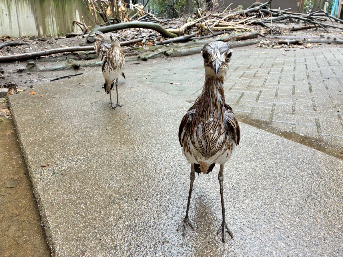 【公式】キャンベルタウン野鳥の森 tweet media