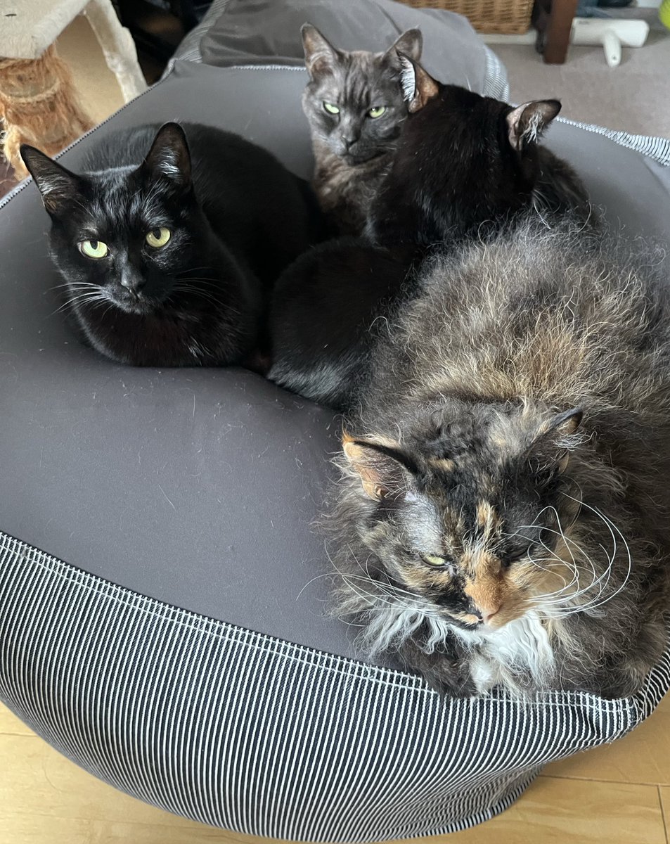 sakosako tweet media