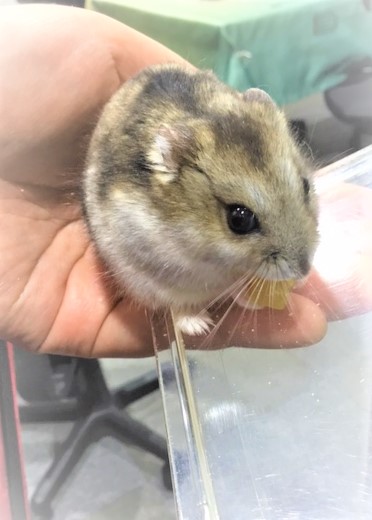 大阪玉造 ボードゲームショップ ディスカバリーゲームズ大阪 tweet media