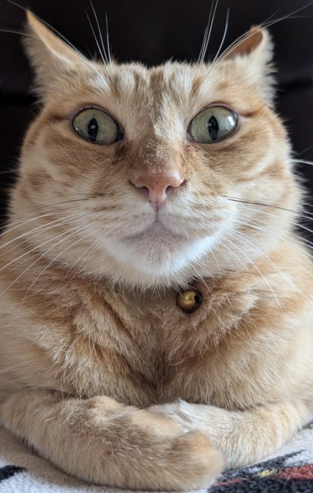 ぷりんちゃん𝕏 tweet media