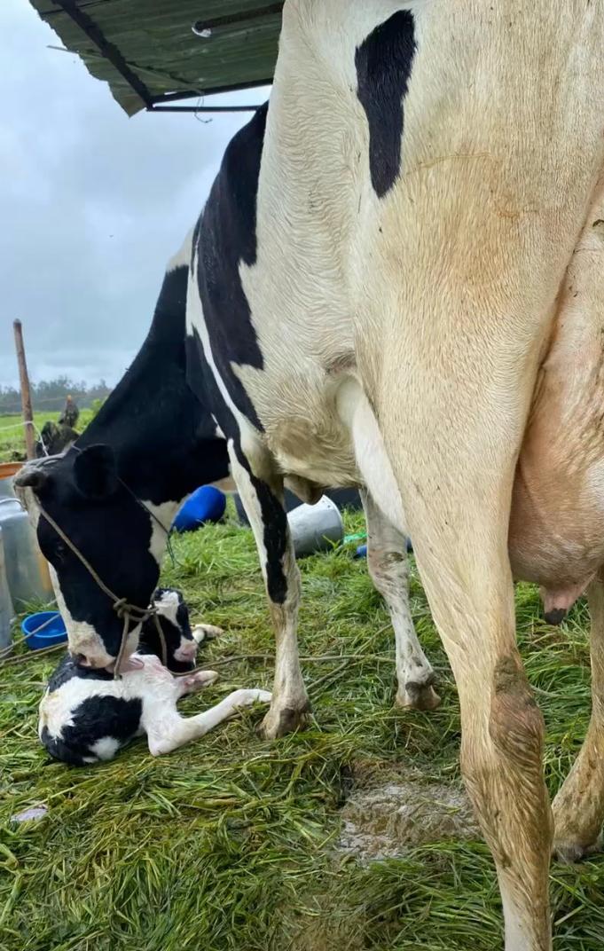 Pl Chiquinquirá Pasión Ganadera tweet media