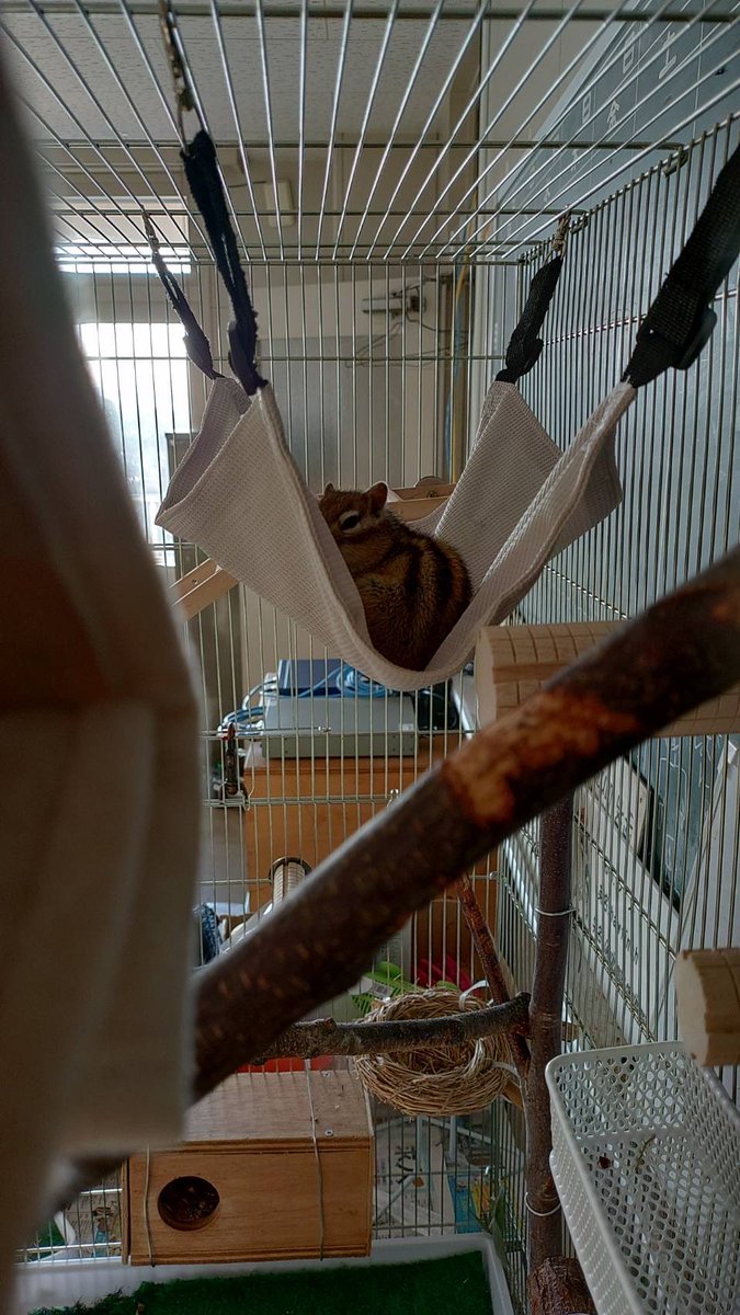 旭川市旭山動物園［公式］ tweet media