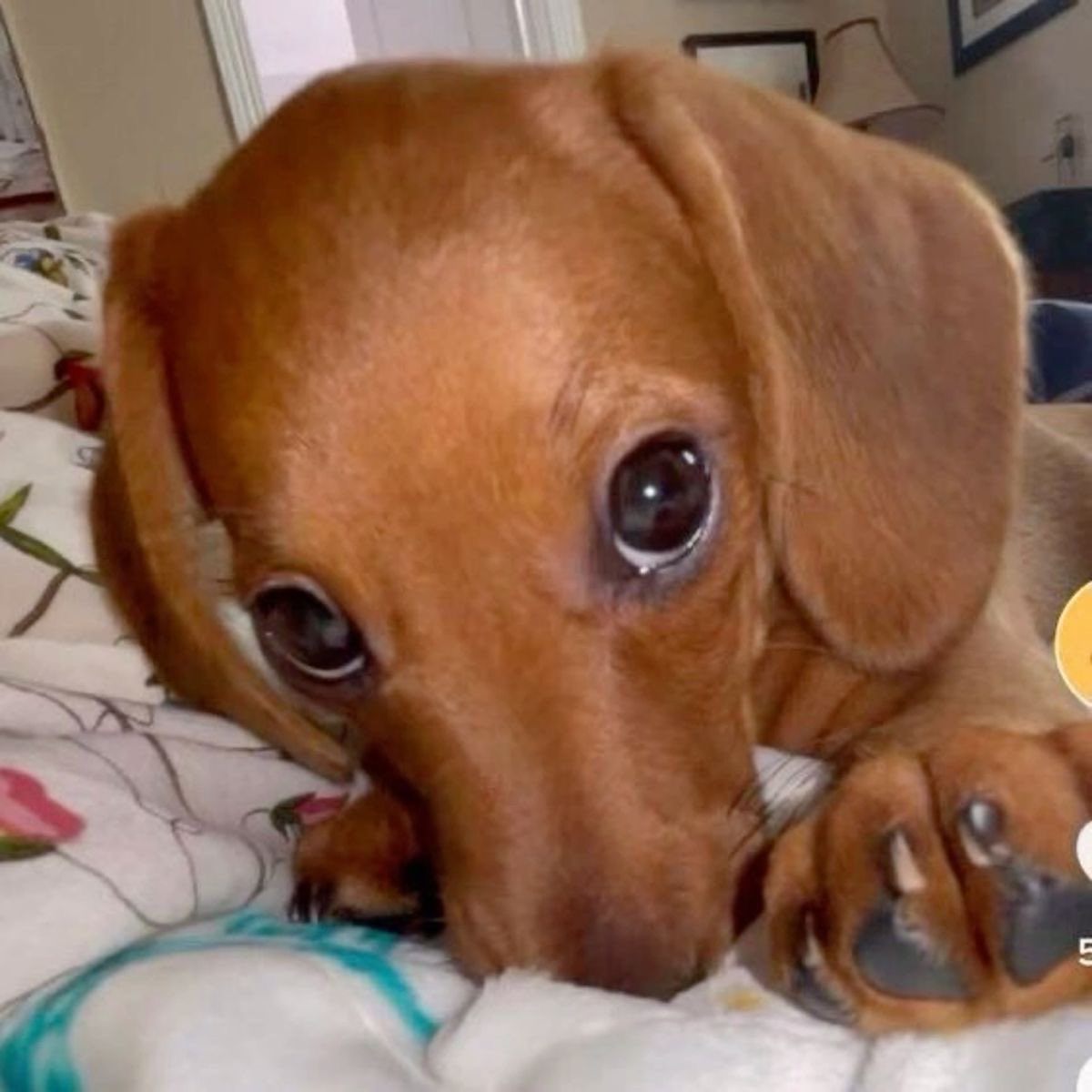 ariranguto ! 🪭 tweet media