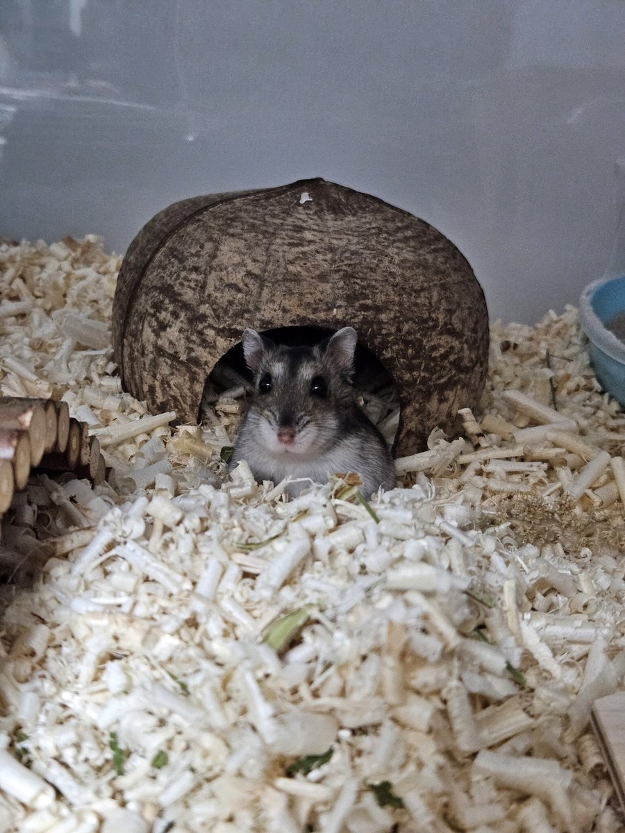 구운계란🐹🐹 tweet media