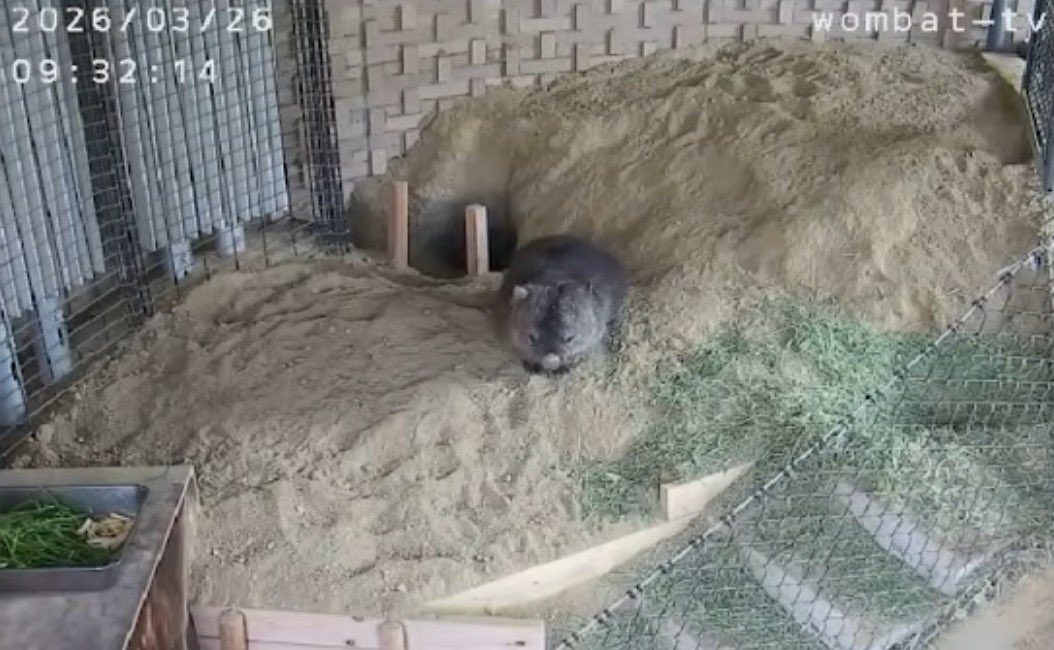 wom_8_womchan's tweet photo. ちんまり座ってるのがたまらなくかわいい
#五月山動物園ウォンバット #フクちゃん #wombat #wombattv #五月山動物園 #ウォンバットてれび #ウォンバットテレビ #satsukiyamadayzoo #dayzoo https://t.co/vprz1p0ysW