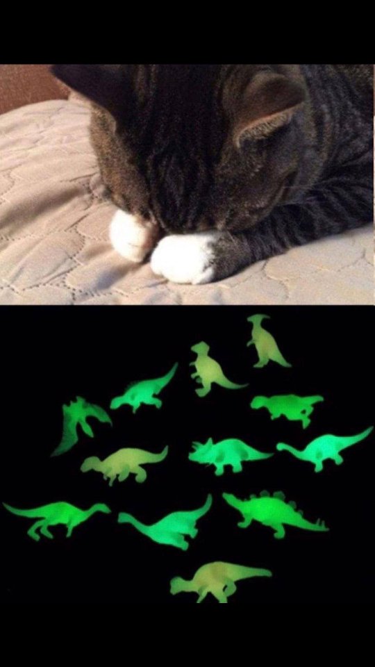 smol silly cat tweet media