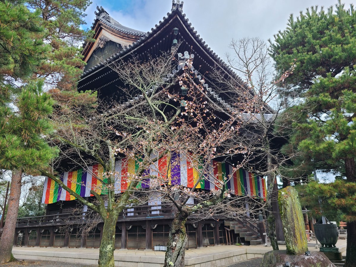 chion_in's tweet photo. 【知恩院の季節だより】 
3月26日、知恩院三門・阿弥陀堂付近のソメイヨシノの状況です。 https://t.co/2lh5yq4BcZ