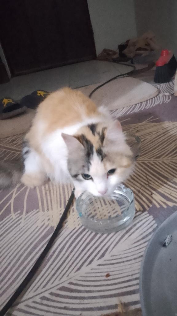 عماد يحي tweet media