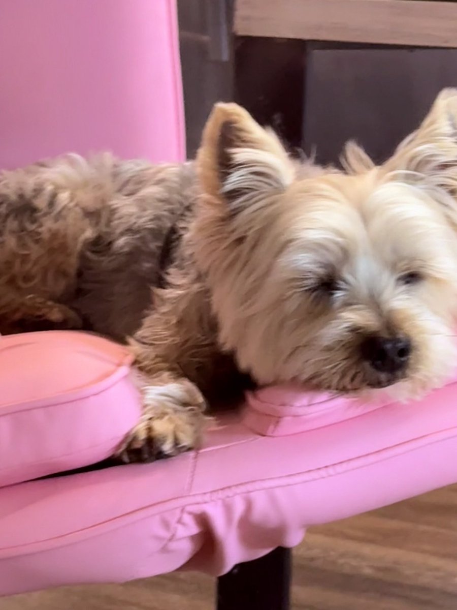 Britney Reed tweet media