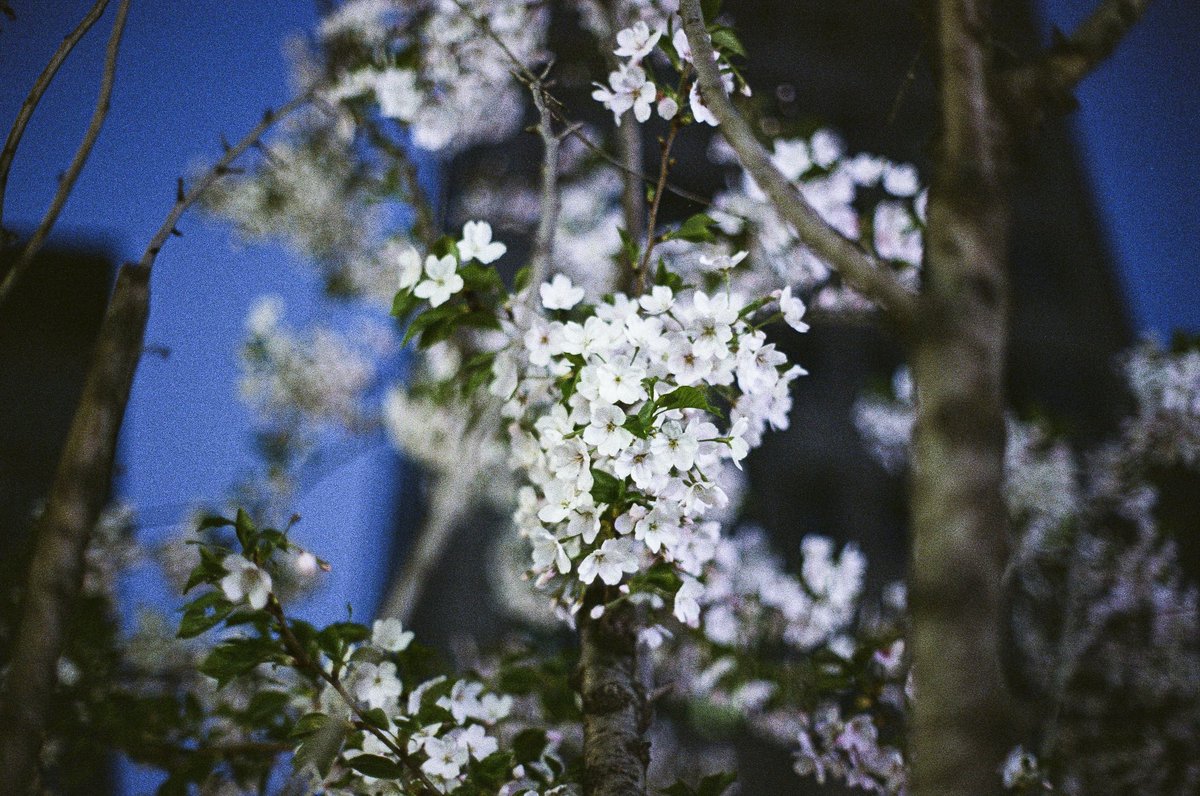 UrSICNESS's tweet photo. Cherryblossoms
Nikon F6 + Kodak Ultramax 400 (+1 Push) https://t.co/WKAGFCbIGU